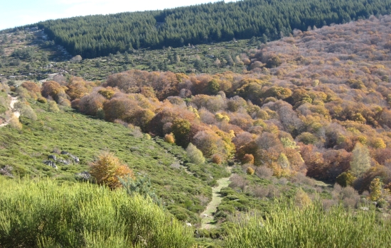 Couleurs changeantes de l'automne
