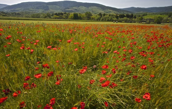 Coquelicots