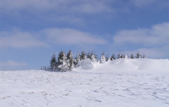 Snowdrifts piled up against the fir trees