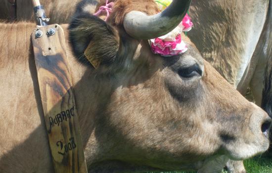 Vaches Aubrac