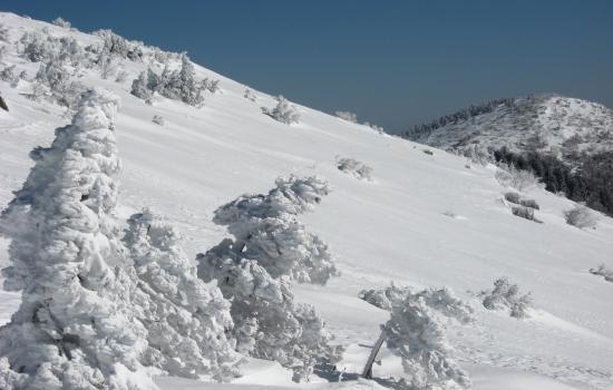 Arbres plâtrés de neige sur les flancs sud de l'Aigoual