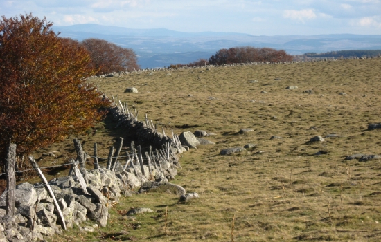 muret de pierres en Aubrac