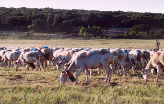 Le Larzac, terre de pastoralisme