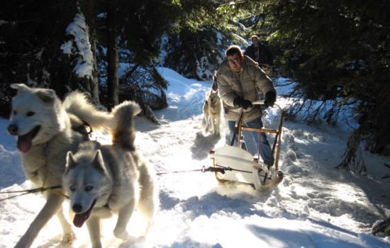 randonnee chiens de traineau massif central