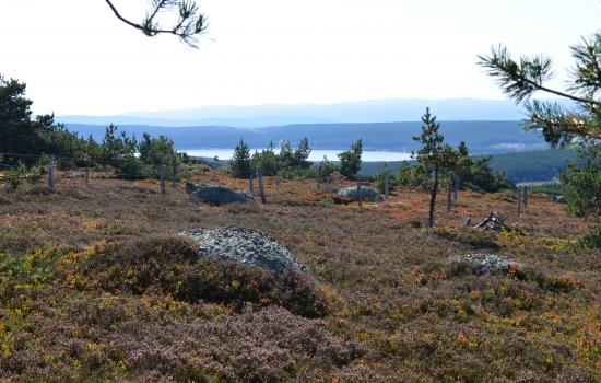 La lande et le lac Charpal au loin