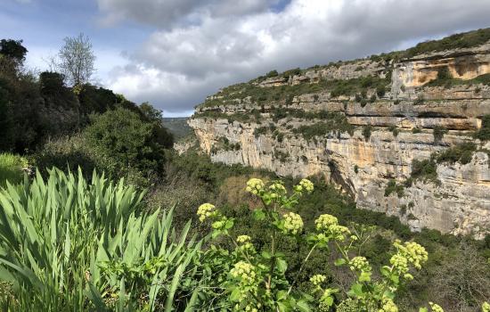 Les falaises au dessus de la Cesse à Minerve