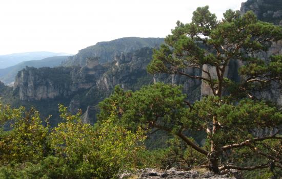 Randonnée en surplomb des Gorges du Tarn