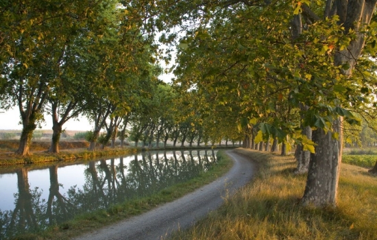 Under the plane trees, the Canal du Midi