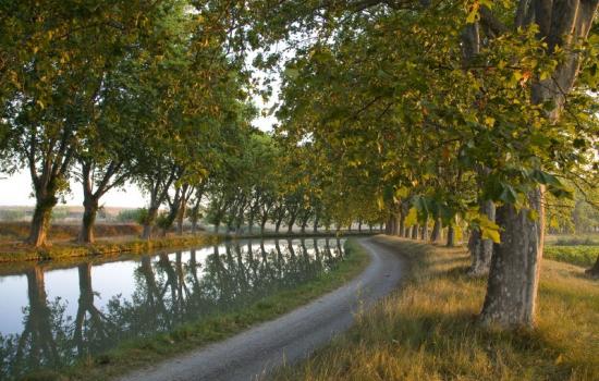 Sous les platanes, le canal du Midi