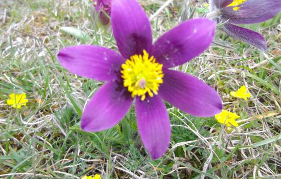 anemone pulsatille