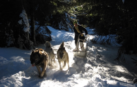 Passage through the undergrowth in a dog sled