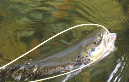 Trompée par la mouche...
