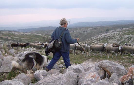 Parcourir le causse pour faire paturer les brebis