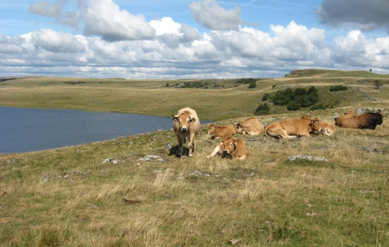 Vaches Aubrac auprès du Lac de St Andéol