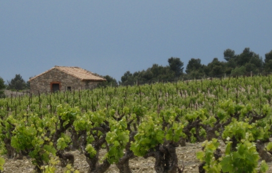 Minervois vineyard