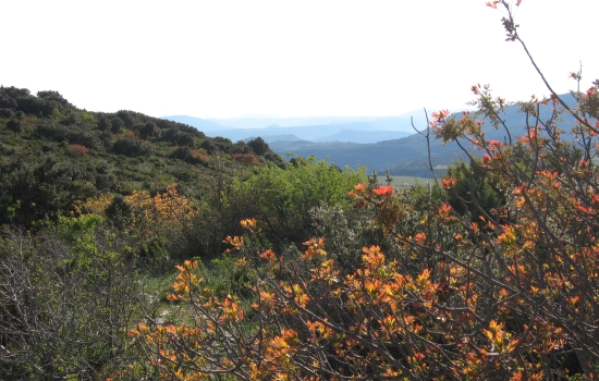 Flore généreuse de la garrigue