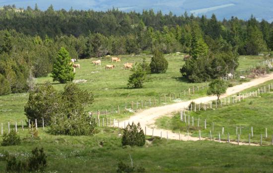 Paysage contrasté fait de lande, forêt de résineux et blocs grantiques