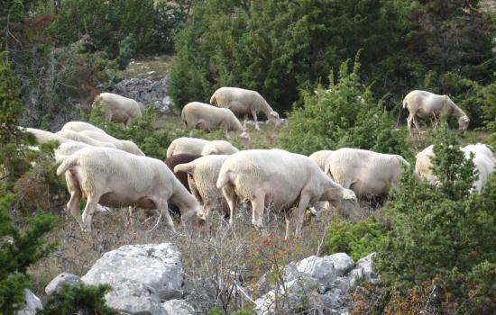 Pastoralisme, emblêmatique des Causses et Cévennes