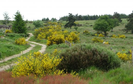 Margeride, terre sauvage