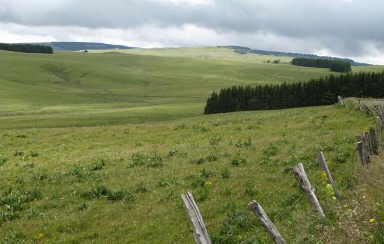 Prairies à perte de vue, c'est l'Aubrac