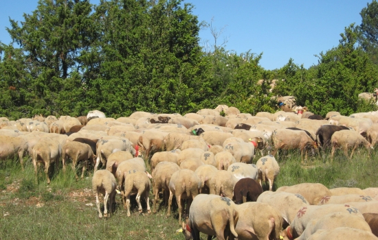 The emblematic pastoralism of Larzac