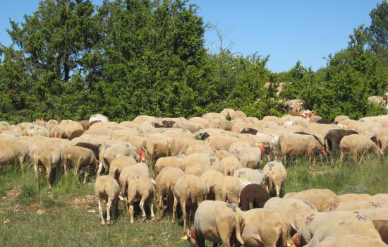 Le pastoralisme emblematique du Larzac 