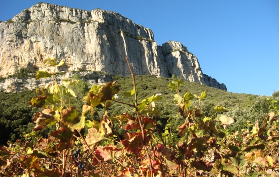 Cheminer entre vignes et garrigue