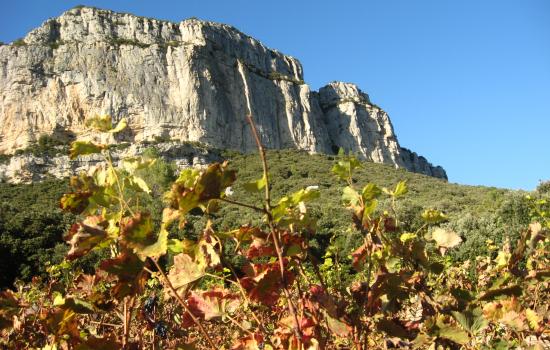 Cheminer entre vignes et garrigue