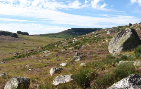 A travers l'Aubrac