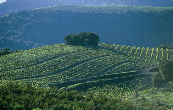 Vignoble Faugerois suivant les courbes de niveau