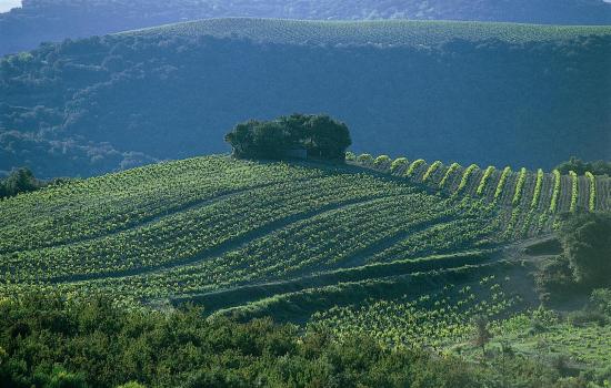 Vignoble Faugerois suivant les courbes de niveau