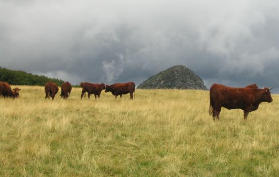 Vaches salers et Gerbier de Jonc au fond