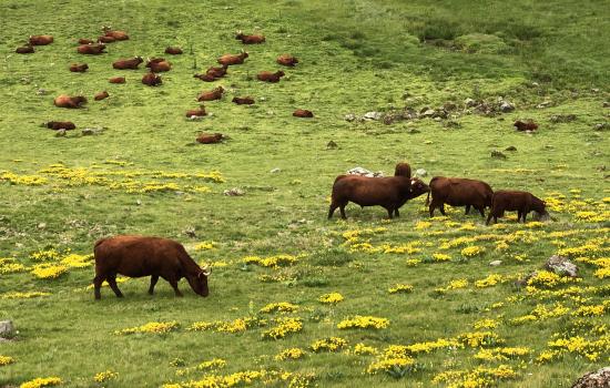 Vaches Salers en contre-bas du Puy Mary