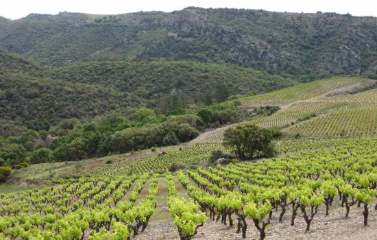 Vignoble Minervois