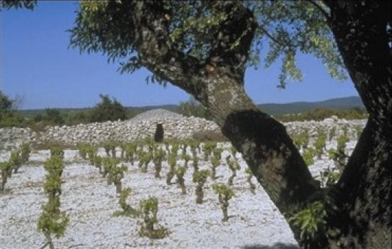 Vignobles du Minervois