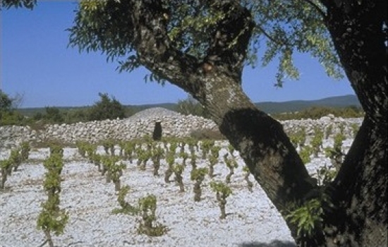 Minervois vineyard