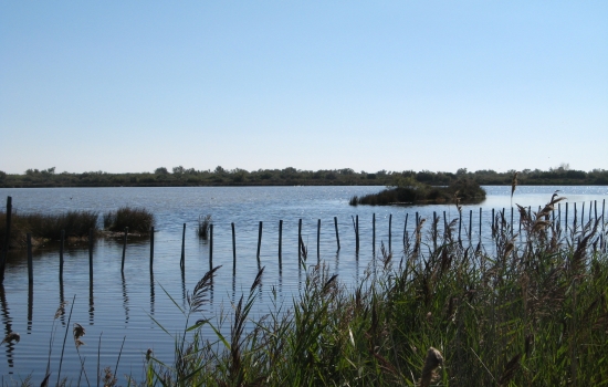 Etang Camargue
