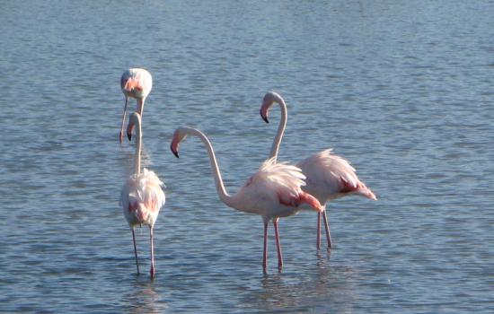 Les flamands roses, emblématiques de la Camargue