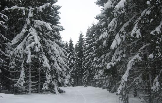 Forêt profonde enneigées secteur du Ché