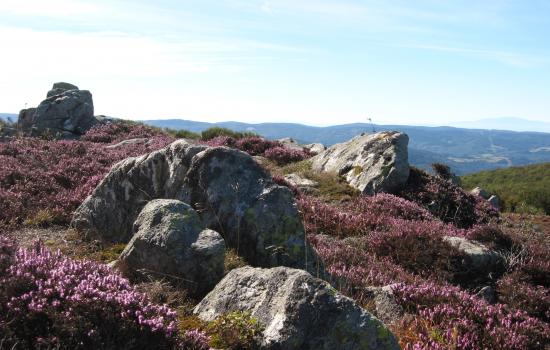 La bruyère des landes d'altitude en Haut Languedoc