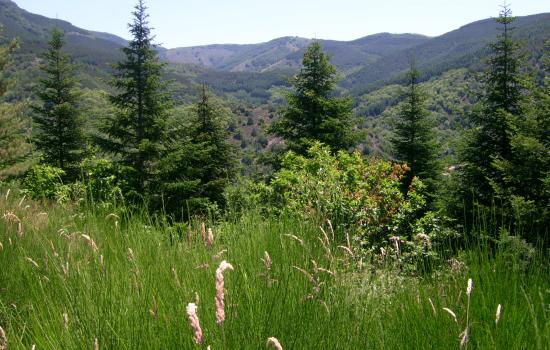 Forêt de l'Aigoual