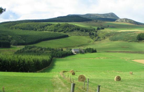 Paturage sur les flancs du Mézenc