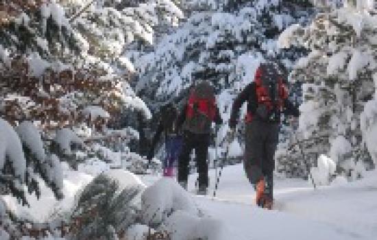 progression en forêt