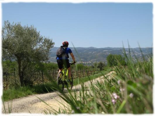 Bike and vineyards in Coteaux du Languedoc