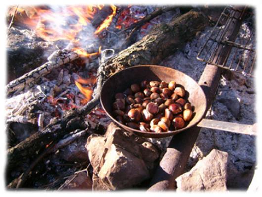 Les producteurs de chataignes perpetuent une tradition au couer des Cevennes. La culture du chataignier en terrasse a faconné les paysages cevenols