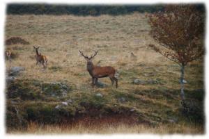 brame champignons sur le plateau de l'Aubrac