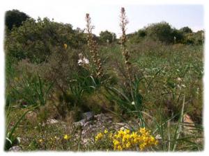 Percer les mystères de la garrigues