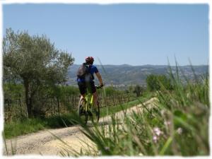 Bike and vineyards in Coteaux du Languedoc