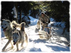Sled dogs team in underwoods